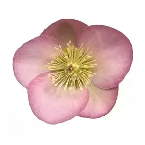 Picture Credit - ©Winterangels